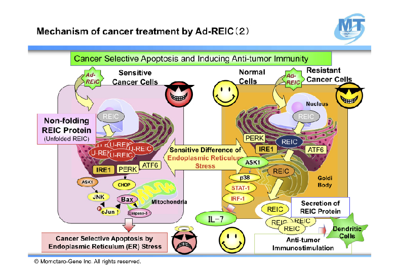 Mechanism of cancer treatment by Ad-REIC 2