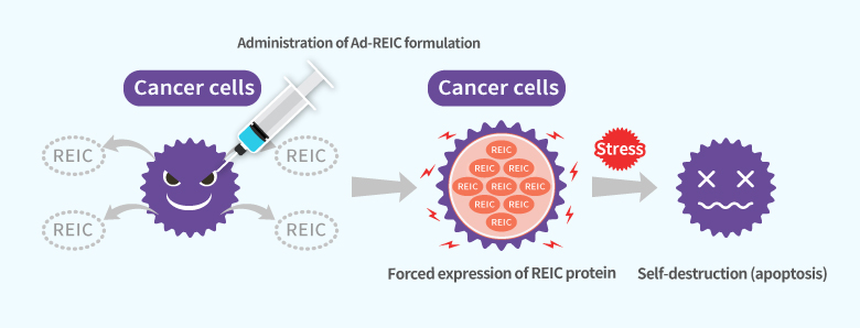 Mechanism of apoptosis of cancer cells by Ad-REIC formulation